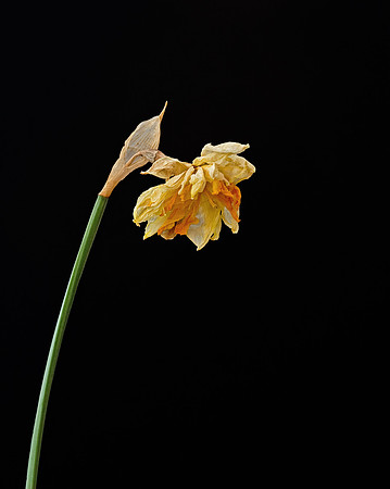 Daffodil in colour