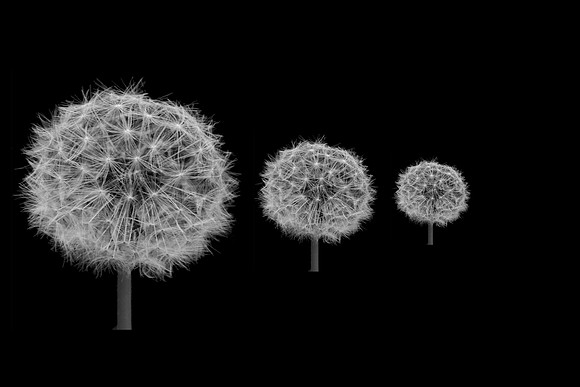 Dandelions