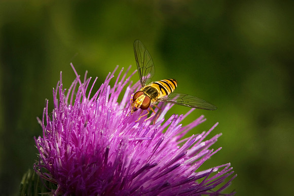 Hungry Hoverfly