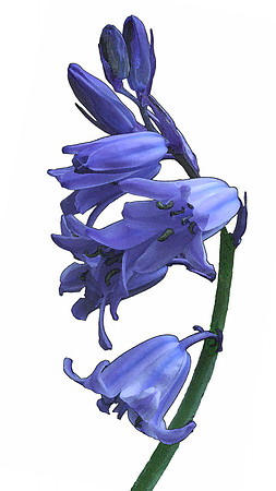 Bluebell