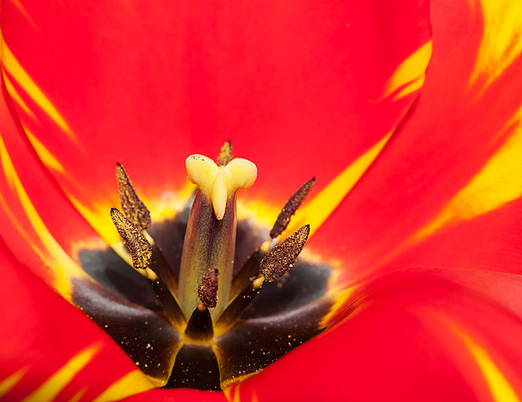 Vivid Flower