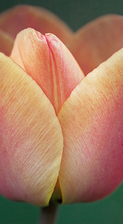 Subtle Tulip