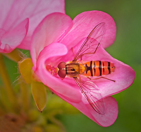 Hoverfly Feeding