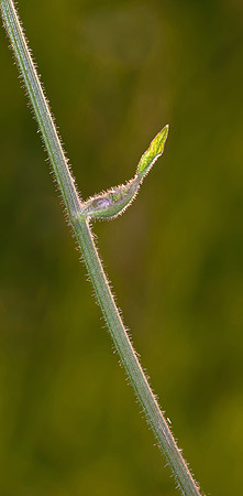 Backlit Bud