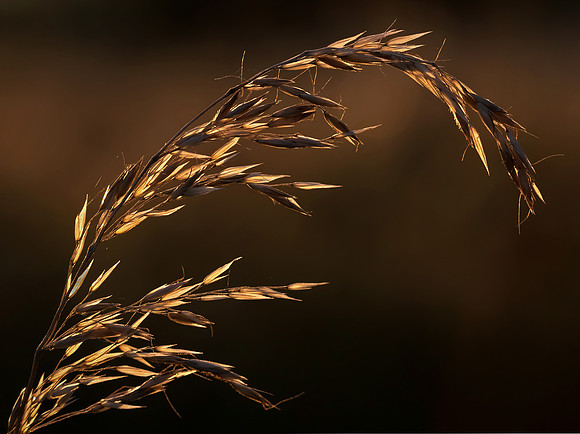 Evening Light On Plant