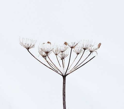 Snowy Plant