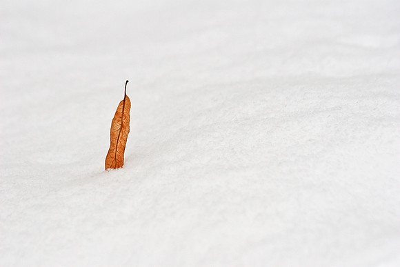 Leaf In Snow