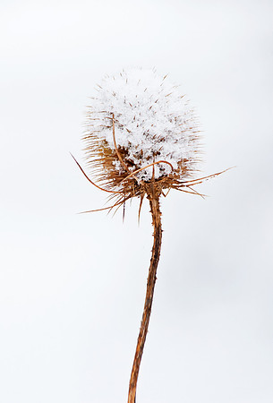 Teasel Covered In Snow