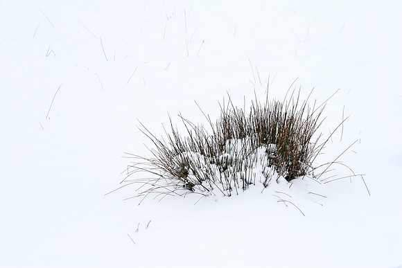 Grasses In Snow
