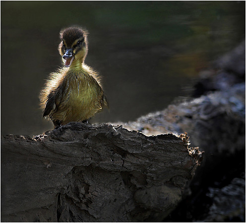 Duckling With Attitude