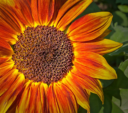 Orange Sunflower
