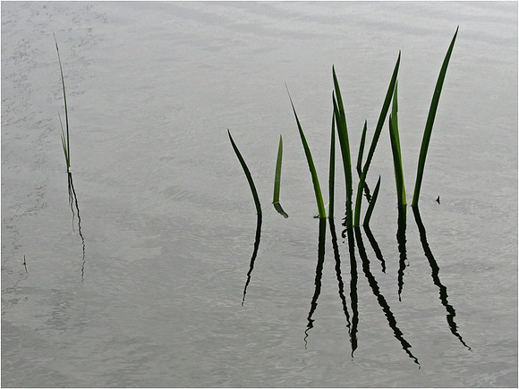 Reeds In Water 2
