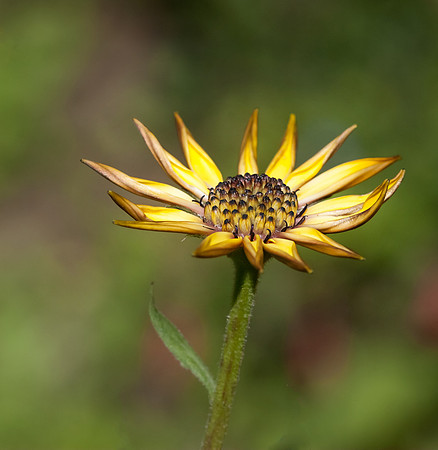 Flower In The Sunshine