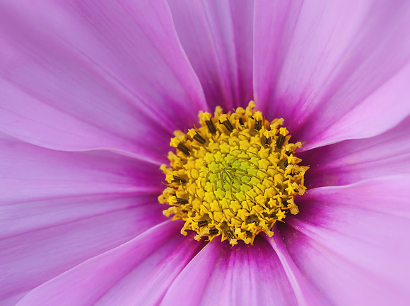 Flower Detail