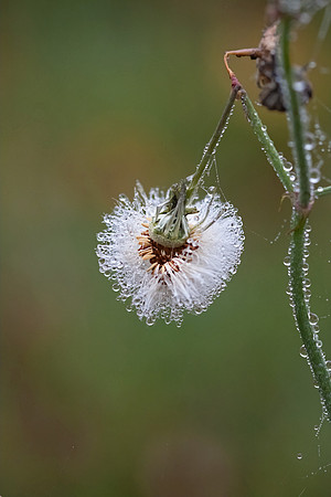Dewy Morning