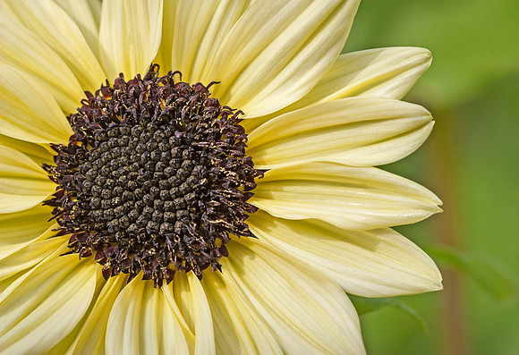 Yellow Sunburst