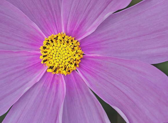 Yellow Centre