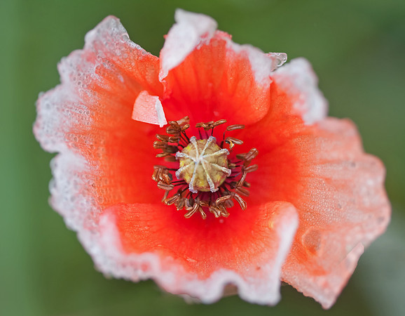 Poppy Head Details