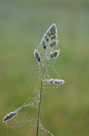 Damp Cobwebs