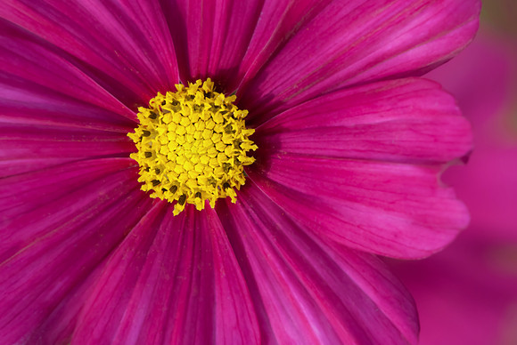 Petals