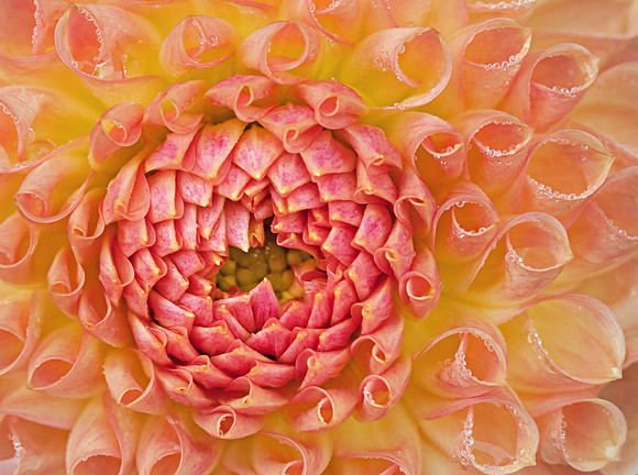 Flower Centre