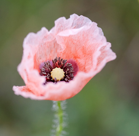 Pink Poppy
