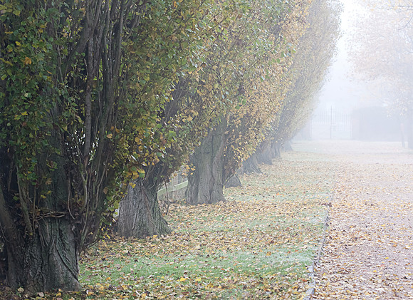 Trees In The Mist