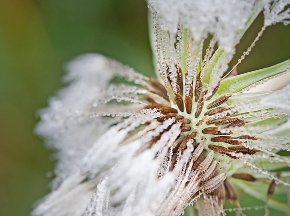 Seed Head Detail