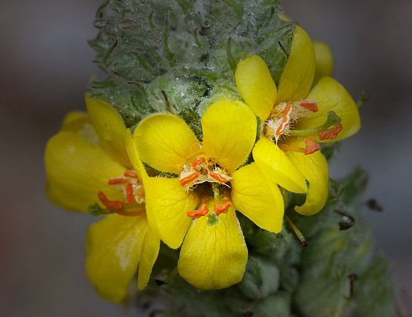 Yellow Flowers