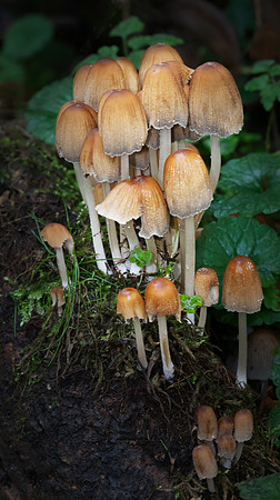 Fungi In The Woods