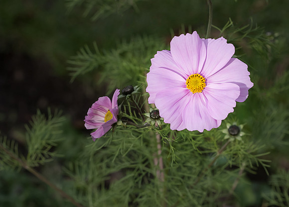 Pair Of Flowers