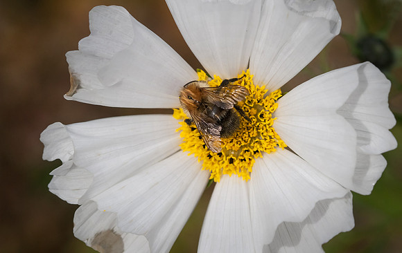 White & Yellow