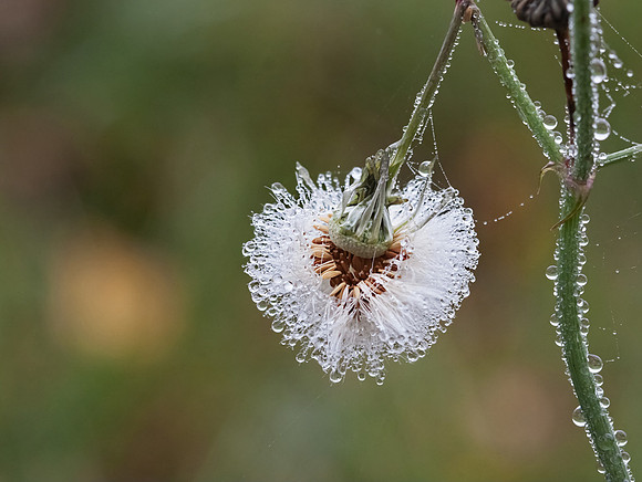 Water Weighed Down Plant