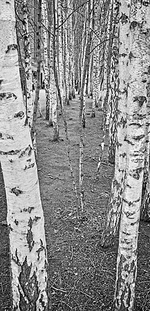 Line Of Trees