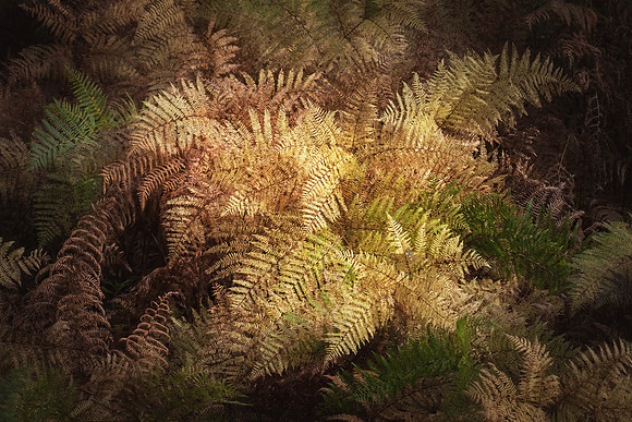 Glowing Ferns