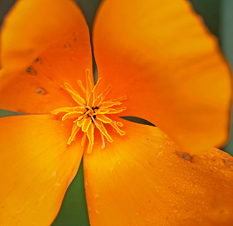 Orange Centre
