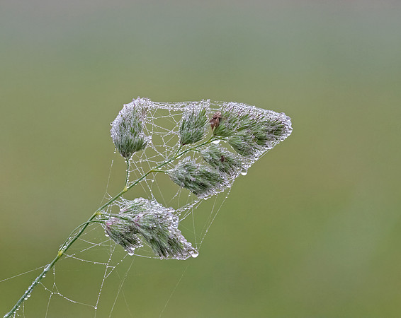 Morning Dew On Webs