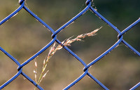 Through The Chain Link