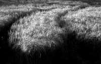 Glowing Crops