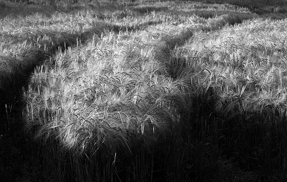 Glowing Crops