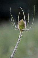 Teasel