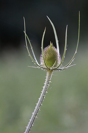 Teasel
