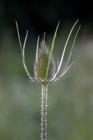 Teasel 2
