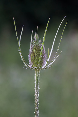 Teasel 2