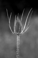 Teasel 2 Mono