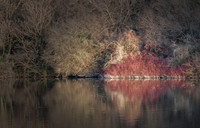 Riverside Vegetation