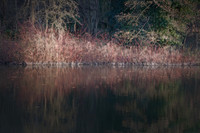 Flora On The Riverbank
