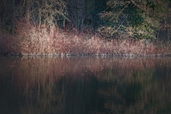 Flora On The Riverbank