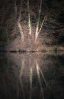 Triple Trees