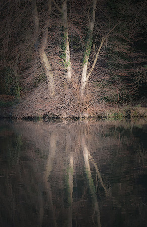 Triple Trees